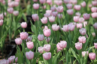 �Ϻ��ʻ��� - ������